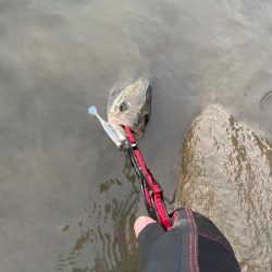 夕食にシーバスを頼まれて