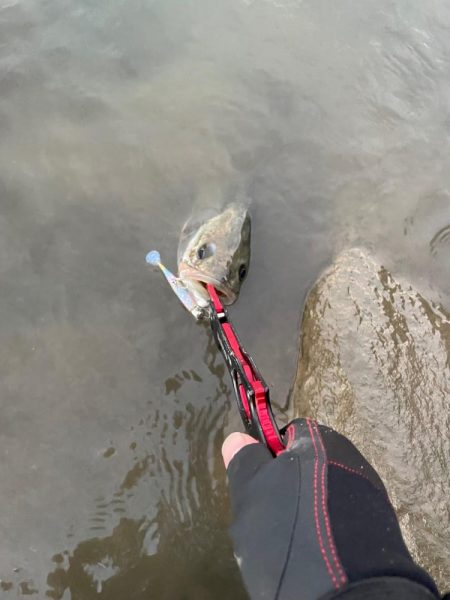 夕食にシーバスを頼まれて