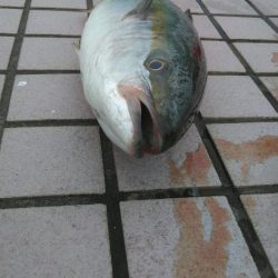 ハマチかメジロか｡｡｡