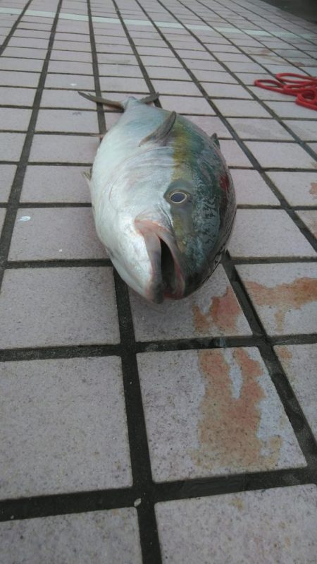 ハマチかメジロか｡｡｡