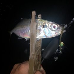 アジング練習　317