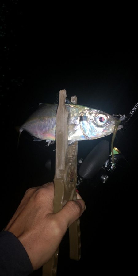 アジング練習　317