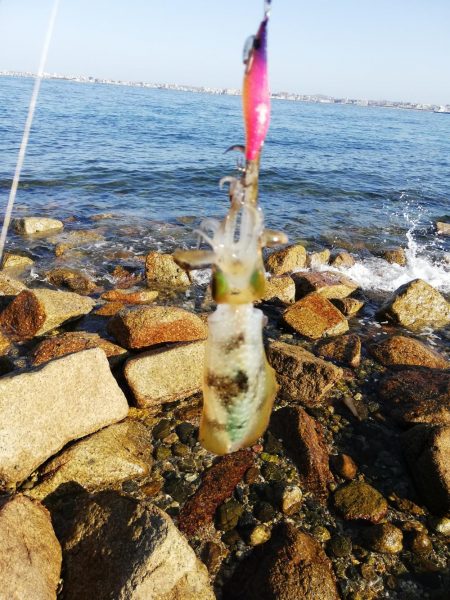 エギング@淡路島