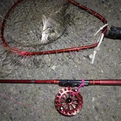 2021/10/02 南港ヘチ釣り