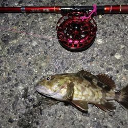 2021/10/03 南港ヘチ釣り（根魚狙い）