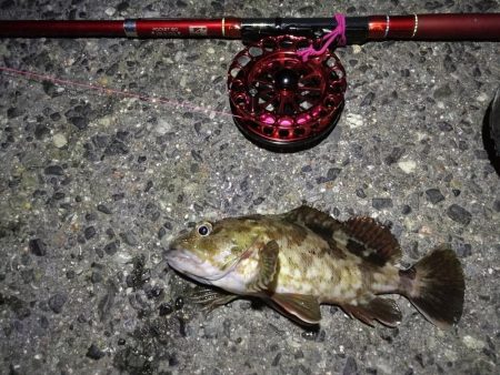 2021/10/03 南港ヘチ釣り（根魚狙い）