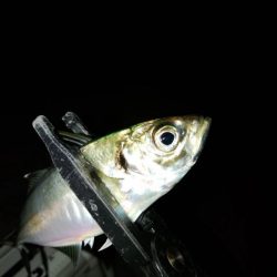 フロートゲーム～