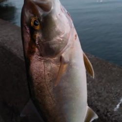 アジング~ショアプラッキング