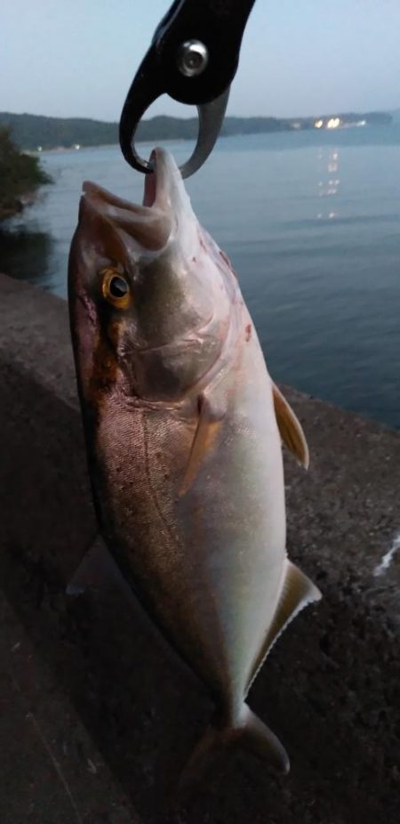 アジング～ショアプラッキング