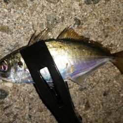 豆アジも考えを変えれば