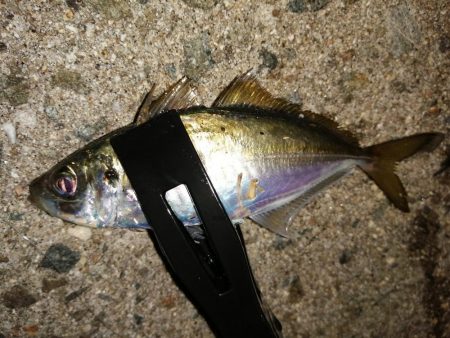 豆アジも考えを変えれば