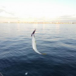 あいもかわらず鯖オンリー