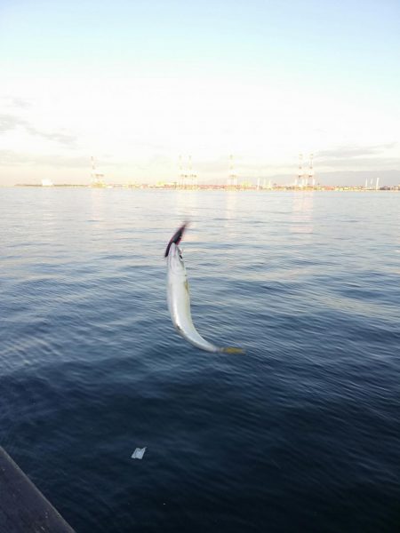 あいもかわらず鯖オンリー