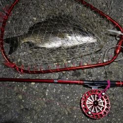 2021/10/04 南港ヘチ釣り