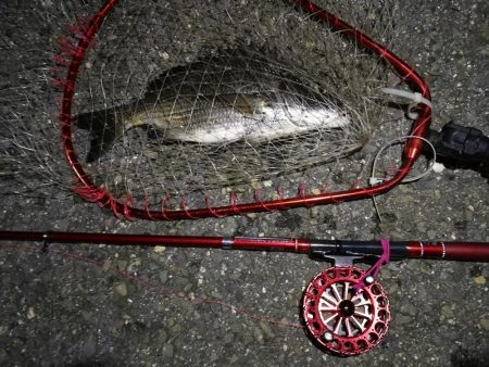 2021/10/04 南港ヘチ釣り