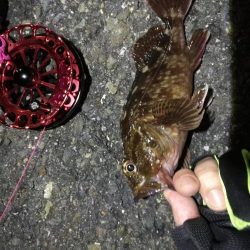 2021/10/06 南港ヘチ釣り