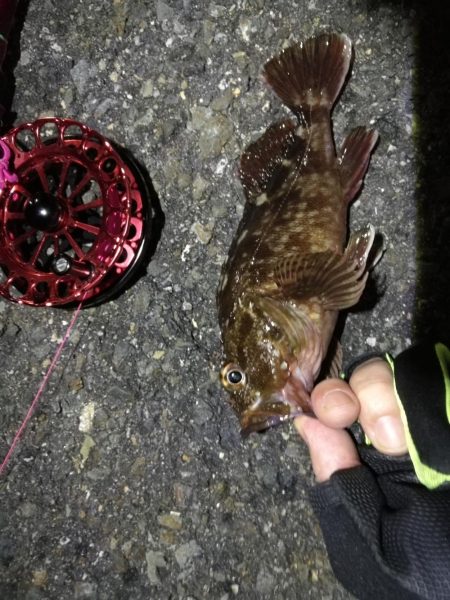 2021/10/06 南港ヘチ釣り