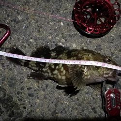 2021/10/07 南港ヘチ釣り（根魚狙い）