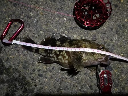 2021/10/07 南港ヘチ釣り（根魚狙い）