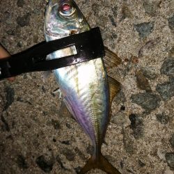 豆アジ時々アジ