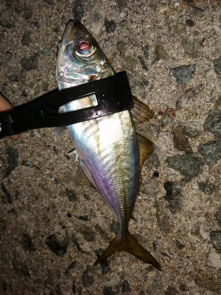 豆アジ時々アジ