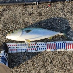 サバ飲ませでメジロ。