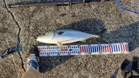 サバ飲ませでメジロ。