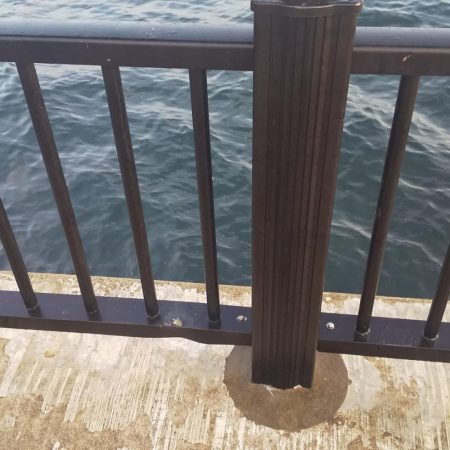 やっとメジロ(ギリギリ)