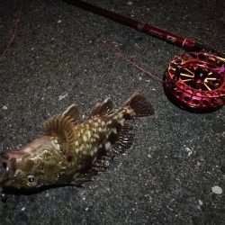 2021/10/09 南港ヘチ釣り