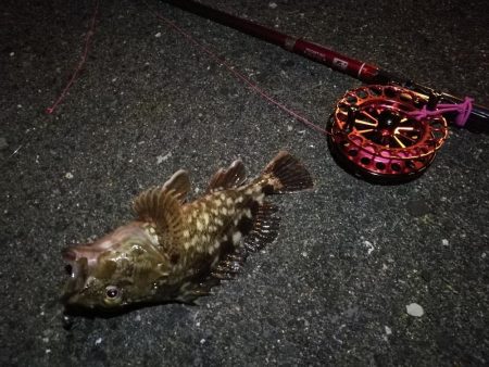 2021/10/09 南港ヘチ釣り