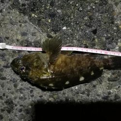 2021/10/10 南港ヘチ釣り（根魚狙い）