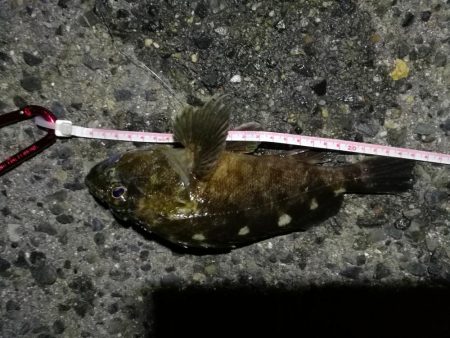 2021/10/10 南港ヘチ釣り（根魚狙い）