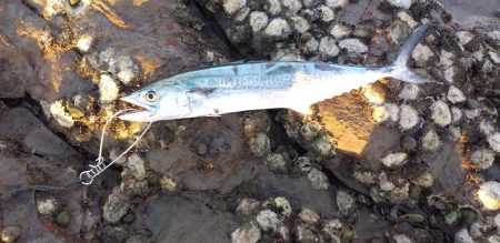 アジング～シーバスのはず…