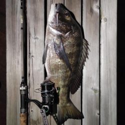 アジングしてたら…