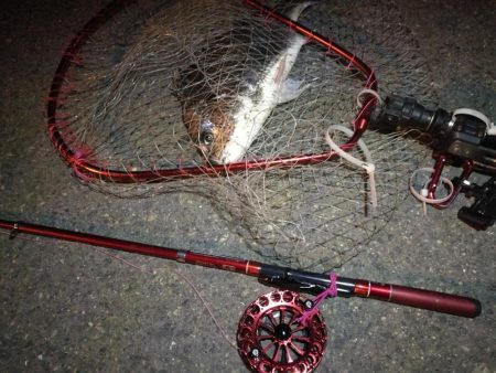 2021/10/14 南港ヘチ釣り