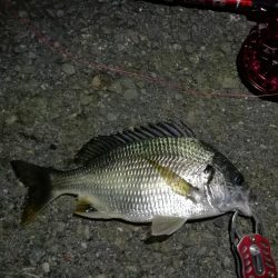 2021/10/15 南港ヘチ釣り（根魚狙い）