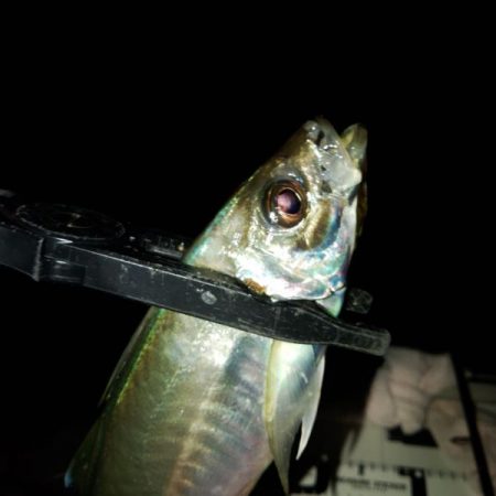 (尺アジ)フロートゲーム