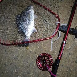 2021/10/17 南港ヘチ釣り