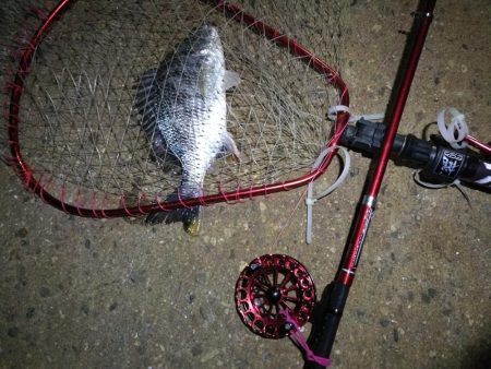 2021/10/17 南港ヘチ釣り