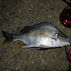 2021/10/18 南港ヘチ釣り(根魚狙い)