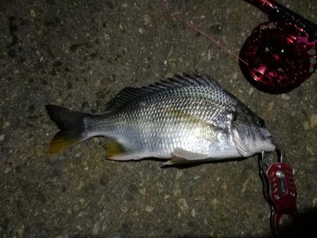 2021/10/18 南港ヘチ釣り(根魚狙い)