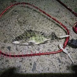 2021/10/21 南港ヘチ釣り