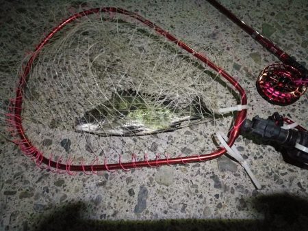 2021/10/21 南港ヘチ釣り