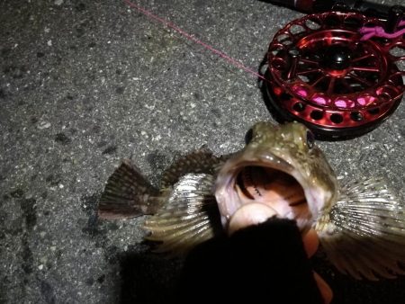 2021/10/22 南港ヘチ釣り（根魚狙い）