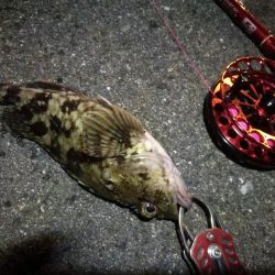 2021/10/24 南港ヘチ釣り