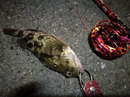 2021/10/24 南港ヘチ釣り