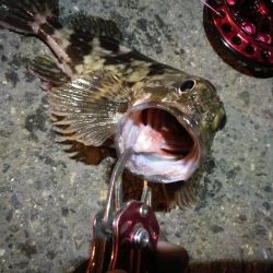 2021/10/25 南港ヘチ釣り（根魚狙い）