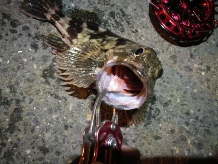 2021/10/25 南港ヘチ釣り（根魚狙い）