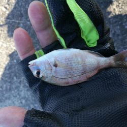 2021/10/30 須磨海岸~漁港ちょい投げ釣り