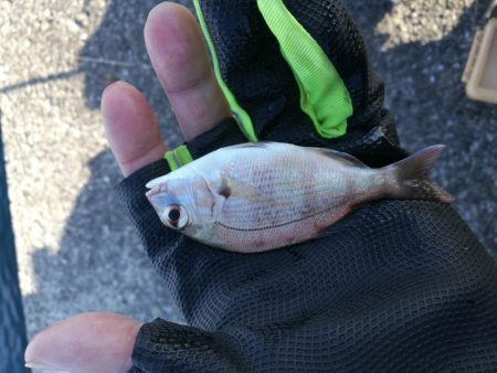 2021/10/30 須磨海岸~漁港ちょい投げ釣り